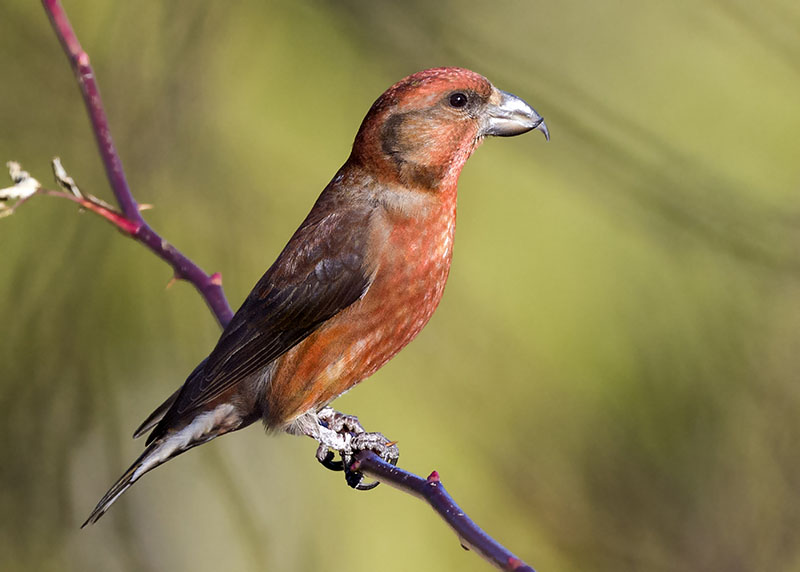 Crociere - Loxia curvirostra ♂ e ♀